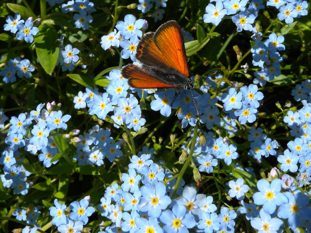 Blaue Blumen und Blätter an Stielen mit einem Schmetterling auf den Blumen.