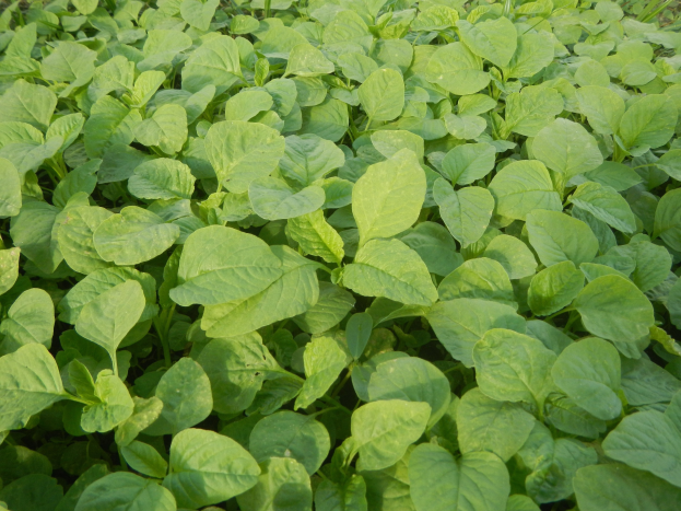 Ein dichtes Feld voller grüner Sojabohnenpflanzen unter einem klaren blauen Himmel.