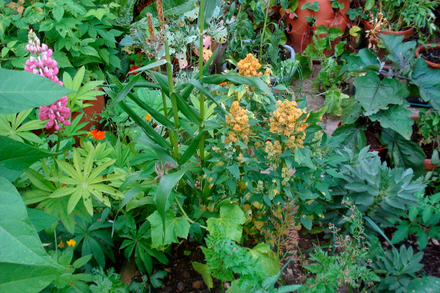 Ein Garten voller verschiedener Pflanzen, darunter viele Blumen.