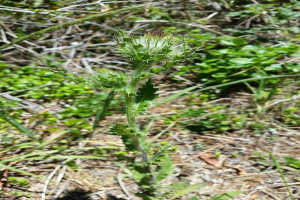 Distelpflanze mit grünen Blättern und Knospen in einem Wald, umgeben von anderen Pflanzen und trockenen Blättern im Hintergrund.