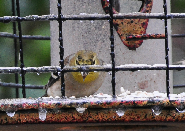 Ein Vogel sitzt in einem Käfig mit Wassertropfen, die von der Basis des Käfigs fallen.