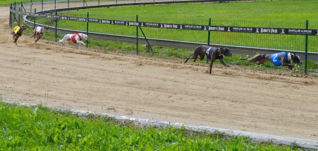 Dackel im Vollsprint: Hunde messen ihre Sprintstärken