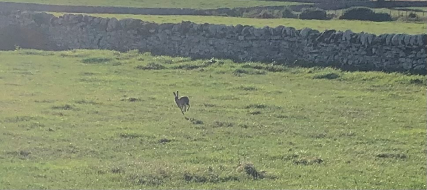 Ein Kaninchen rennt über ein grünes Feld mit einer Steinmauer im Hintergrund.