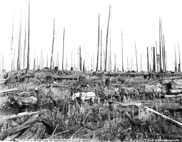 Ein Schwarz-Weiß-Foto eines Waldes mit Pferden im Vordergrund, umgeben von Gras und Holzstämmen, und Text am unteren Rand, der '1930 Skia Waldholzbeförderung mit Pferden' lautet.