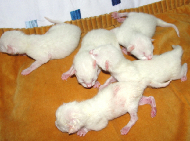 Zwei Ratten auf einem orange-weißen Tuch.