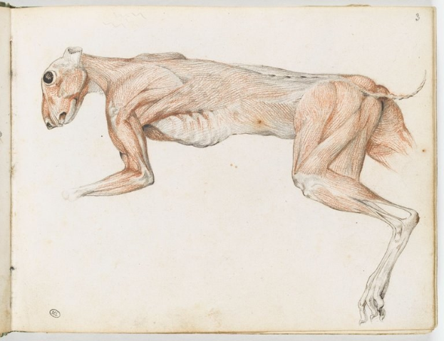 Ein detailliertes anatomisches Zeichnung eines Windhundes auf einem offenen Buch, das seine Muskeln, Kopf, Hals und Beine zeigt.