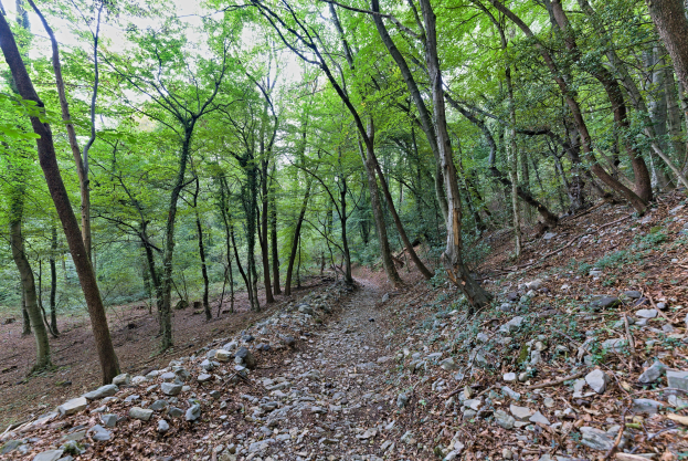 Ein gewundener Pfad durch einen dichten Wald mit hohen Bäumen, verstreuten Felsen und einem schattigen Blätterdach.