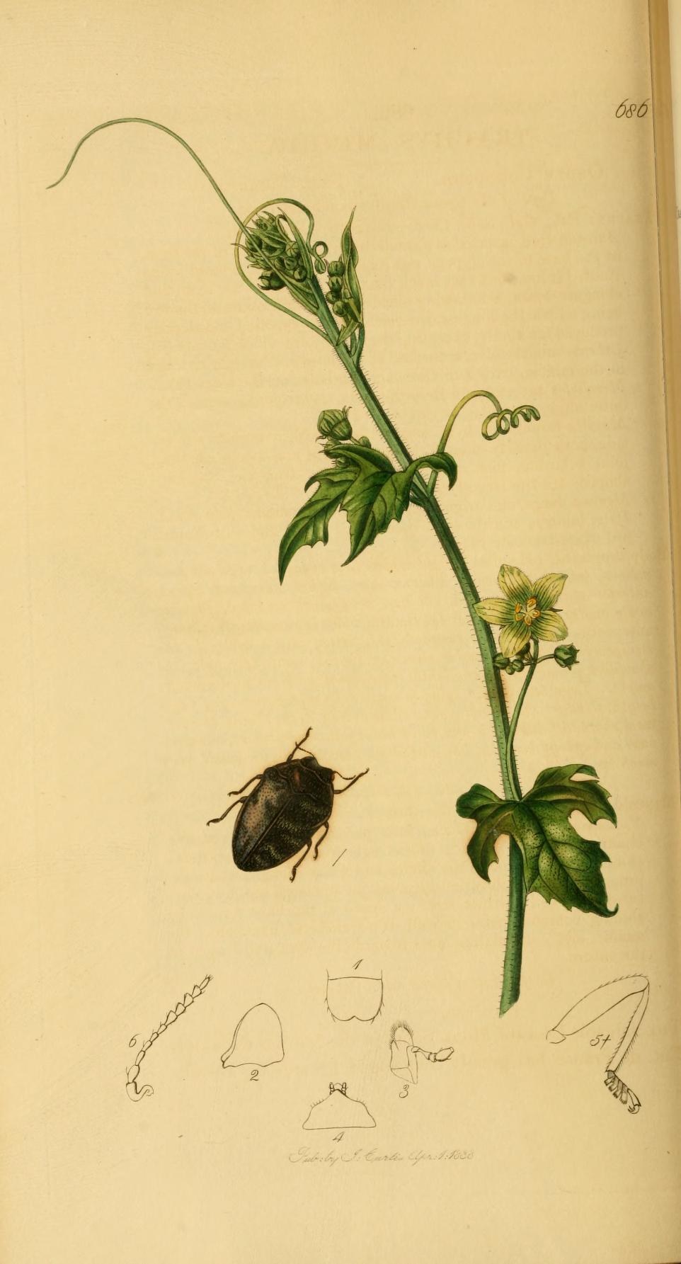 Ein aufgeschlagenes Buch mit dem Titel "Die Naturgeschichte der Pflanzen und Insekten", das eine detaillierte Illustration eines Käfers zeigt, umgeben von einer Pflanze mit Blättern und einer Blume, zusammen mit anderen Pflanzen- und Insektenillustrationen.