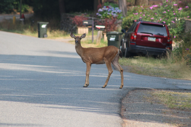 Ein Hirsch überquert eine Straße vor einem Haus, mit einem geparkten Auto auf der rechten Seite und Grünfläche und Mülltonnen im Hintergrund.
