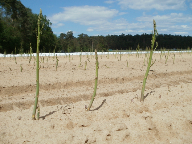 Ein Feld mit Asparagusstauden, die in sandigem Boden wachsen, mit Bäumen im Hintergrund und einem klaren blauen Himmel darüber.