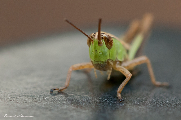 Eine Heuschrecke steht auf einem schwarzen Objekt mit einem unscharfen Hintergrund und einem Wasserzeichen in der linken unteren Ecke.