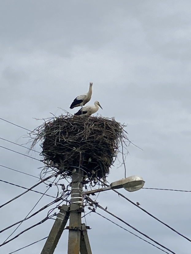 Zwei Weißstörche auf einem Nest auf einem Mast, mit einer Straßenlaterne, die die Szene beleuchtet und Drähte, die an dem Mast entlang verlaufen.