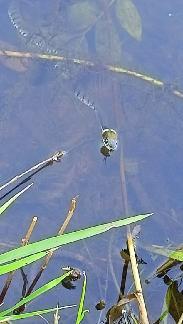 Eine Libelle schwimmt in einem stillen, klaren Teich umgeben von saftigem grünen Gras und Blättern, wobei ihre Schuppen in der Sonne glitzern.