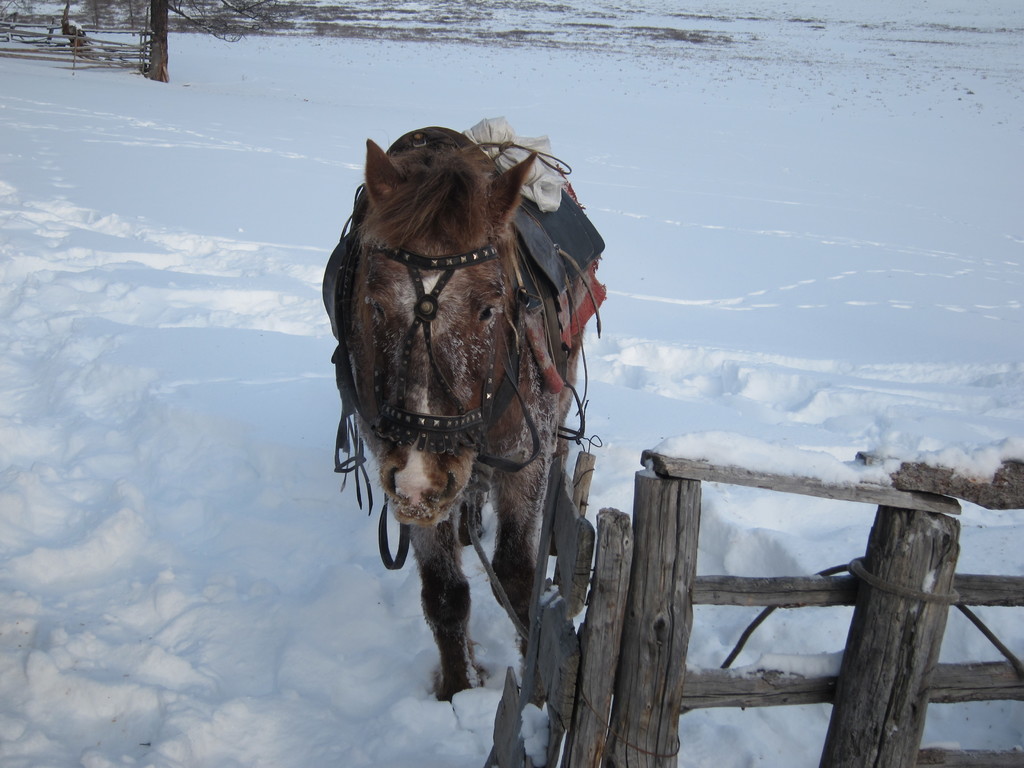 Ein Esel steht auf einer schneebedeckten Fläche in der Nähe eines Holzzauns, mit Pflanzen auf dem Schnee und mehr Zaun im Hintergrund.
