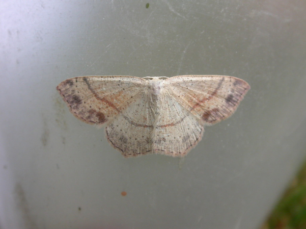 Ein Schmetterling ist auf einer Glasoberfläche mit einem unscharfen Hintergrund zentriert.