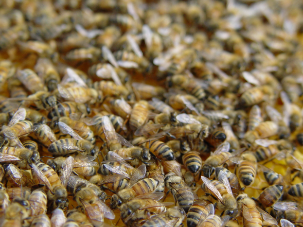 Ein Schwarm Bienen sammelt sich auf dem Boden.