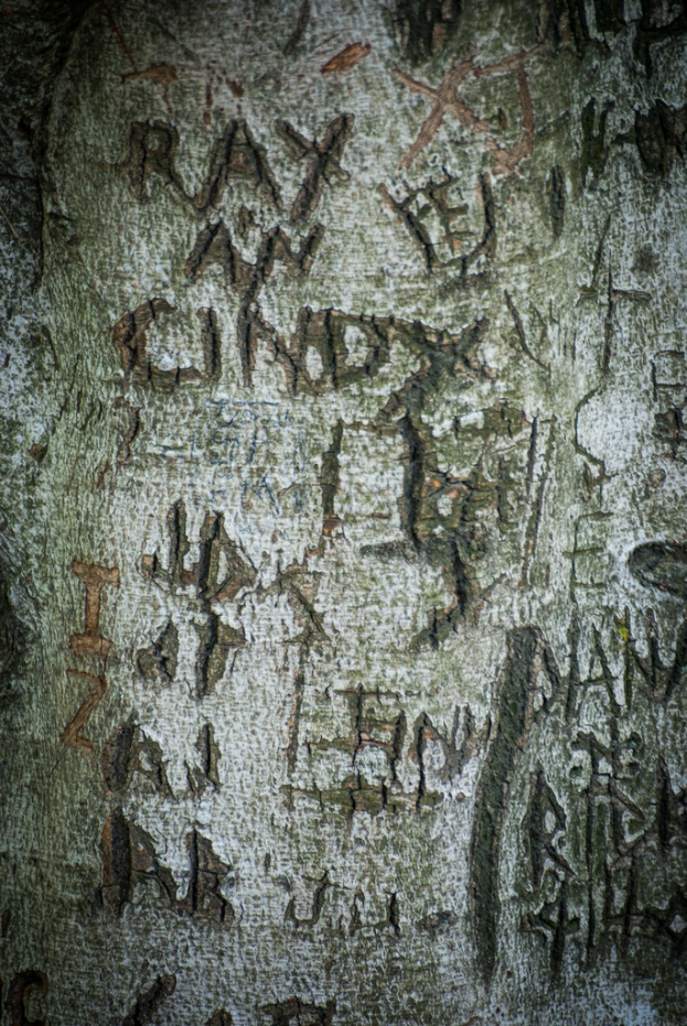 Text auf der Oberfläche eines Baumstamms sichtbar