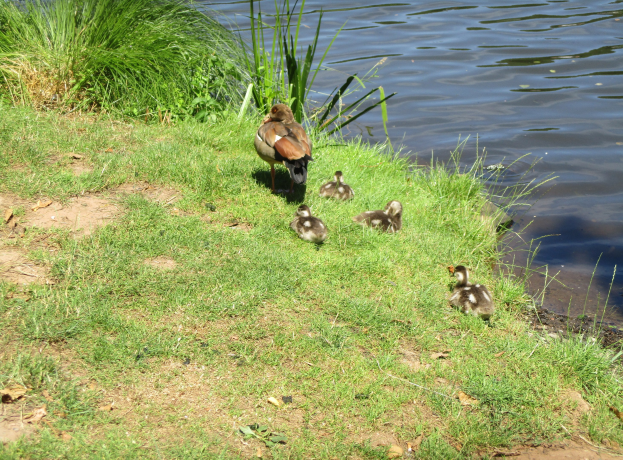 Mutterente mit Entenküken auf einer grünen Flussbank, mit Wasser im Hintergrund.