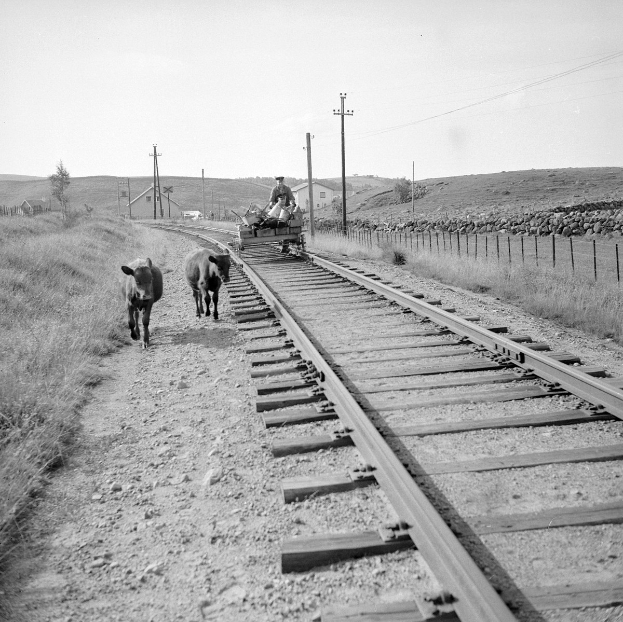 Schwarzes und weißes Foto von zwei Kühen, die auf Eisenbahnschienen gehen, mit einer Person auf einem Fahrzeug im Vordergrund, Gras und einem Zaun auf beiden Seiten und Häusern, Bäumen, Pfählen und Himmel im Hintergrund.