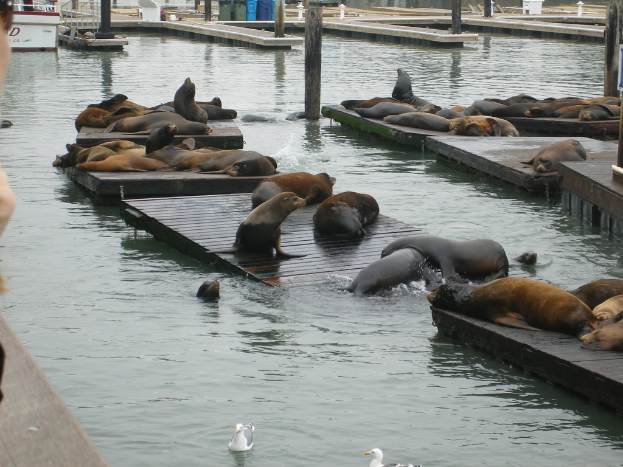 Holzbohlen schwimmen auf Wasser mit vielen Seehunden darauf.