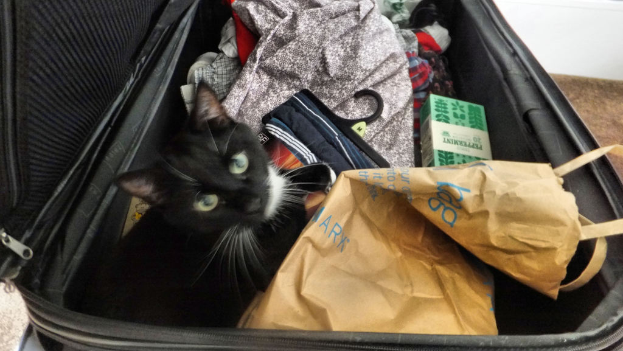 Ein Koffer mit einer Katze drin, umgeben von Kleidung.