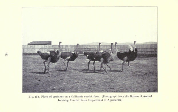 Eine Schar von Straußen auf einer Kalifornienschaustallhof, mit einem Zaun, Haus und Himmel im Hintergrund und Text unten.