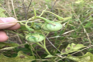 Eine Person hält einen Bund grüner Tomaten, die mit Mehltau infiziert sind, auf einer Pflanze, mit der Hand auf der linken Seite des Bildes, vor einem Hintergrund aus Pflanzen und Gras.