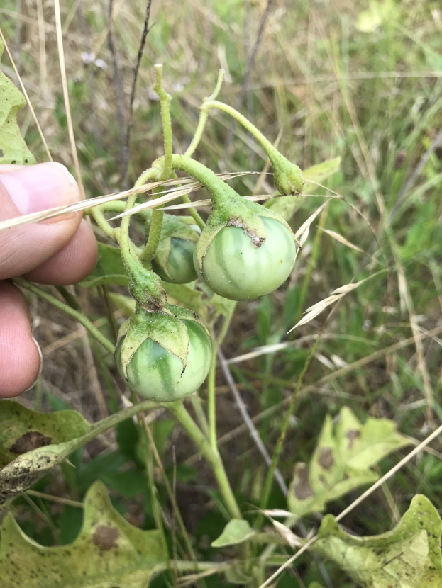 Eine Person hält einen Bund grüner Tomaten, die mit Mehltau infiziert sind, auf einer Pflanze, mit der Hand auf der linken Seite des Bildes, vor einem Hintergrund aus Pflanzen und Gras.
