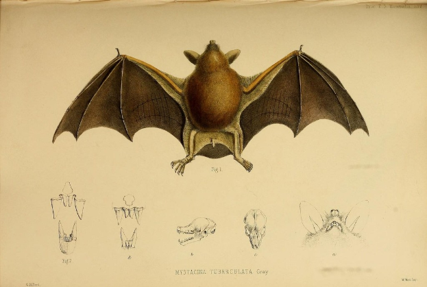Ein Bild einer Fledermaus und Teile davon, die auf Papier gedruckt sind, mit Text unten.
