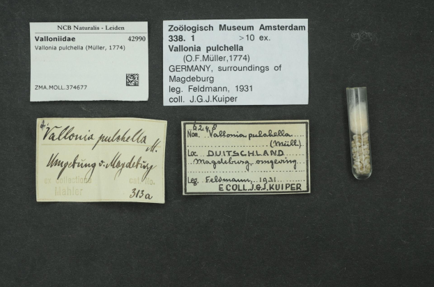 Eine schwarze Oberfläche mit einem kleinen Glasfläschchen, das mit weißen Pillen gefüllt ist, neben einem Stück Papier mit der Aufschrift 'Vallonia Pulchella, F.F. Müller, Deutschland, Umgebung von Magdeburg, 1931'.
